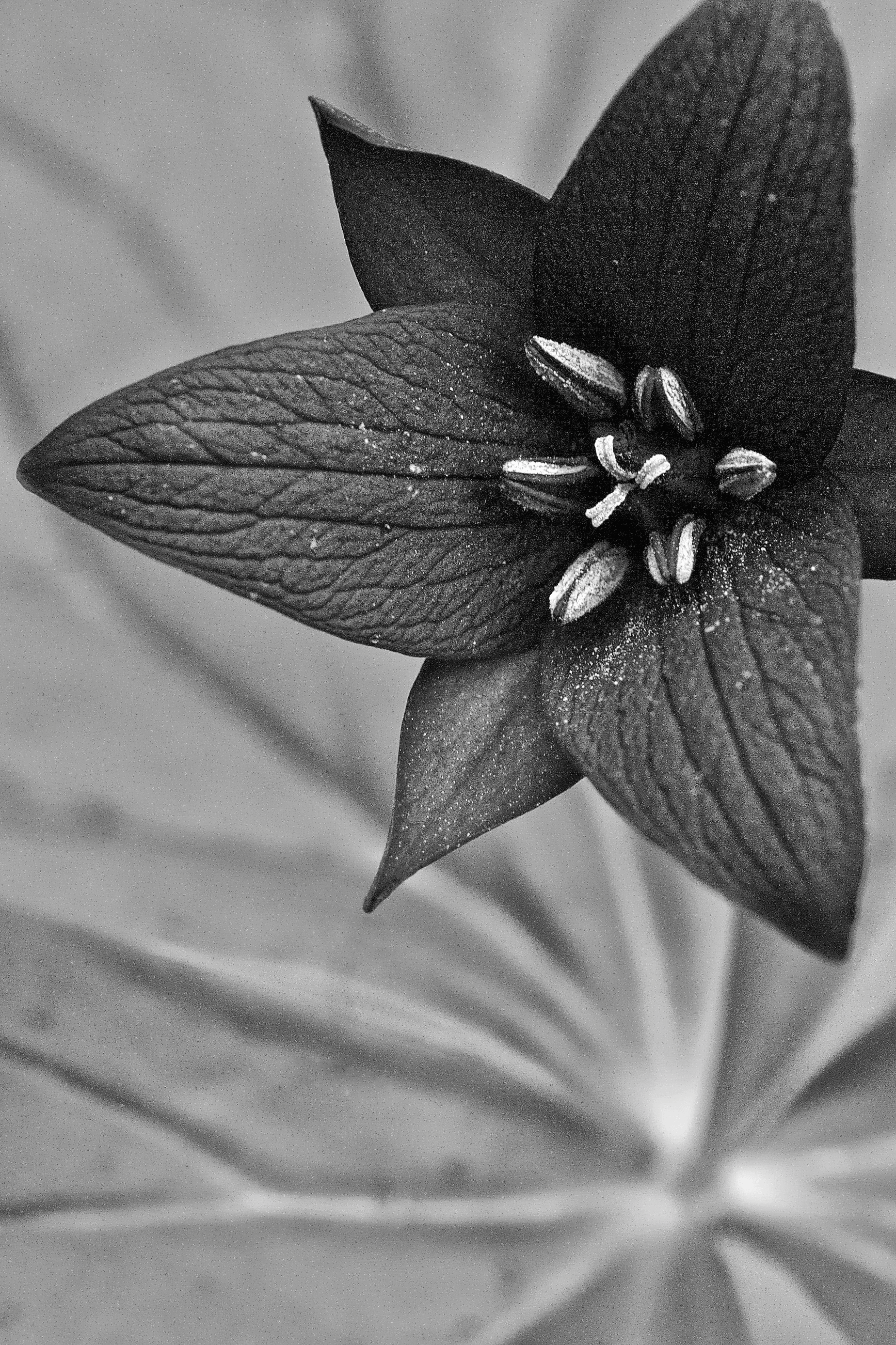 trillium